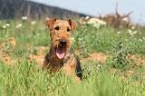 AIREDALE TERRIER 174
